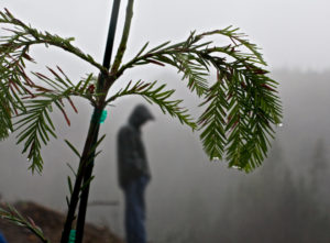 On a foggy, windy and rainy day in December 2012, this was one of the first two coast redwoods planted on a remote hillside south of Port Orford, Oregon.