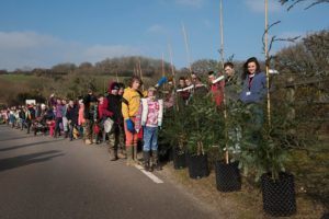 March 14, 2016 Forty Archangel coast redwood trees were planted at the Eden Project in the south-west of England, the first time a “forest” of these big friendly giants from North America has been introduced to Europe.