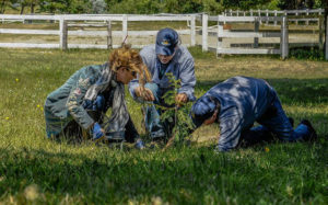 June 2015 - Planting Archangel champion coast redwood clones in local park in Port Orford, Oregon.
