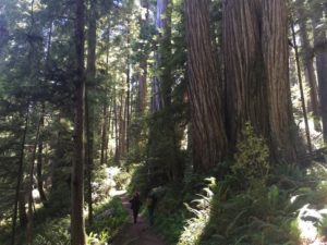 Normal-sized trees on the left. Redwood giants on the right.