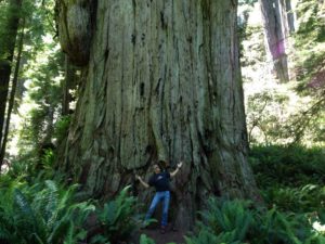 Andy in awe of the giant redwood tree he is in the presence of.