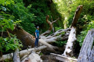 Edie Juno atop a tangle of logs in the creek bed at Fern Canyon.