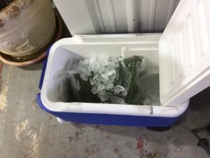 The collection of material was kept on ice overnight and all the way to the USDA agricultural inspection offices.