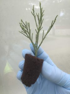 Voila! A sequoia cutting ready to grow into a tree.
