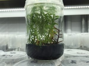 Tissue culture generally means pieces of a plant, intact pieces or branch tips.
