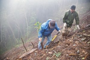 December 4, 2012 Planting an Archangel champion coast redwood clone near Port Orford, Oregon.