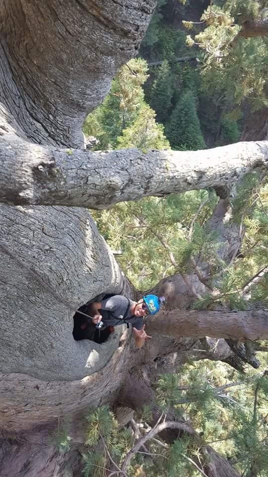 2. Team member and pro-climber, Bo Burke, caught crawling out of a woodpecker hole in a 3,000 year-old giant sequoia.