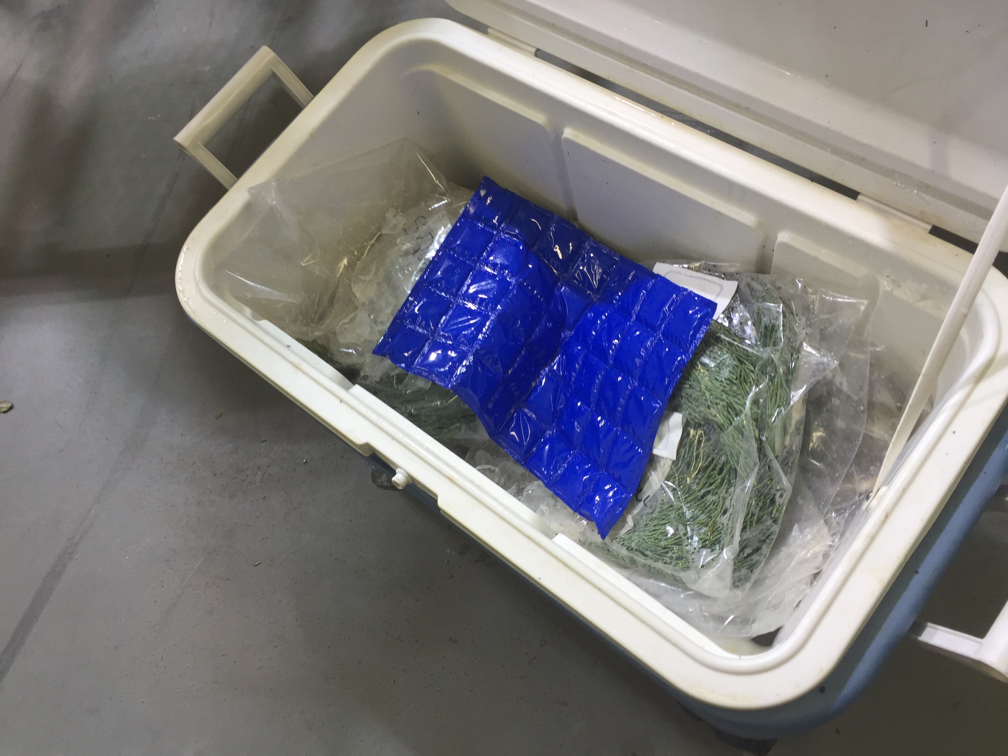 20. As soon as our plane touched down in Michigan we put all the biological material on ice and into a cooler.