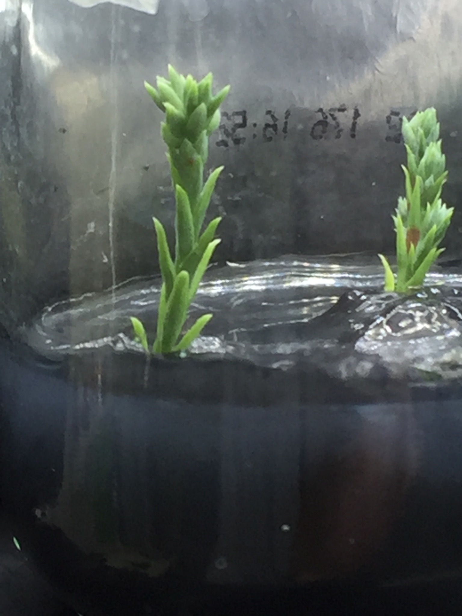45. For tissue culture, we like to use the newest, freshest growth tips.
