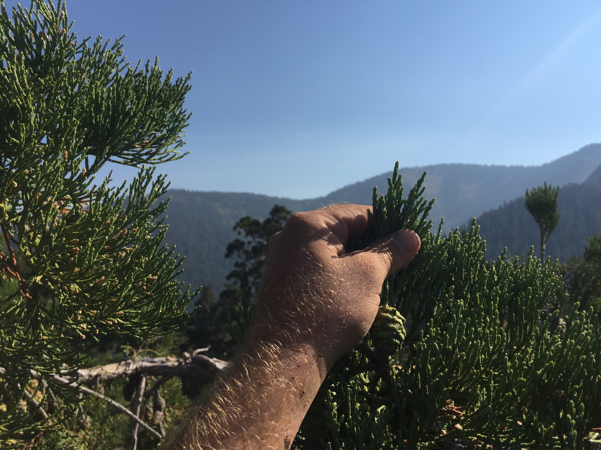 5. Here is a view at the very top of a sequoia. The tip material is what is needed back at the laboratory to create new trees.